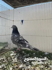  4 حمام باكستاني