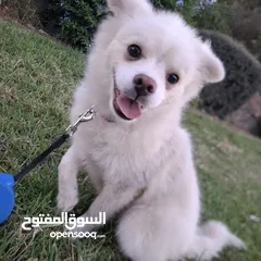  1 بوميرينيان للبيع