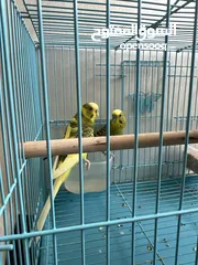  3 طيور الحب عصافير