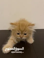  2 ماشاءالله قطط أحجام ممتاز وصحة كويسه