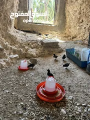 2 صيصان بلدي نخب عمر اسبوعين