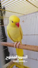  2 بسم الله الرحمن الرحيم صلو على النبي للبيع طيره دره لاتينو عيون حمر ريش كامل ناقصها ذكر بس
