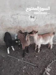 1 ماعز البينو للبيع