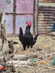  3 ديج عربي للبيع