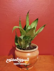  3 Air cleaning indoor plant for sale