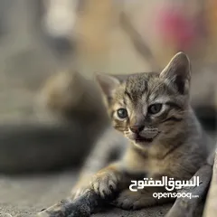  1 بنت قطه سوداء 