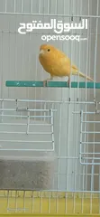  1 ذكر كنار تغريد ناااااارر