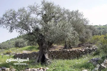  6 أرض زراعية من أجمل أراضي إربد الخصبة وتصلح للبناء للبيع بنصف القيمة