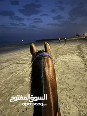  6 خيل  للبيع