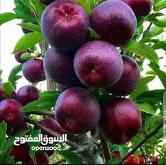  20 زراعة الحدائق