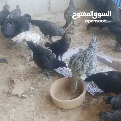  4 بسم الله فرخات نخب اول