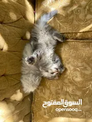  10 5 قطط مكس للبيع