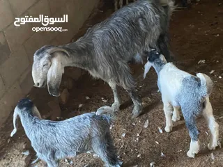  3 ثلاث معزة مع ولادهن وجدي عمره سنة