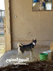  3 اناث سلق و هاسكي اقراء الوصف