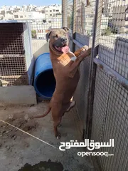  7 ذكور كلاب بيتبول للبيع