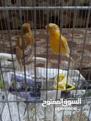  2 جوز تركيب جديد وأول خيرو