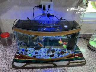  1 حوض سمك حجم كبير للبيع