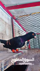  8 جواز حمام للبيع