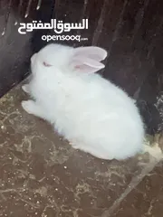  7 أرنب عماني Omani rabbit