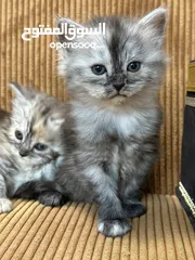  22 قــطــط لــلــبــيــع