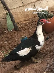  9 جاج بلدي بياض