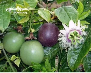  20 الأشجار المثمرة وأشجار الزينة هي الخيار الأمثل لمن يسعى إلى طبيعة خلابة ومحاصيل غنية!