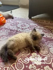  2 همالايا  للبيع
