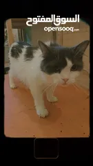 2 قطط للتبني مجانا - Free cats for adoption مجانا للتبني