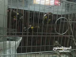  12 حساسين وكنارات نخب اول مقنوة صحة ونضافة