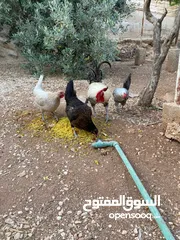 4 حبش ودجاج للبيع