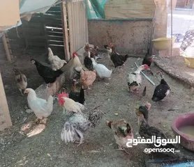  1 دجااج وبط ووز للبيع