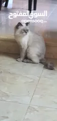  1 قط للتبني .