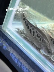  13 سمك زينه مفترس