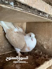  6 حمام للبيع