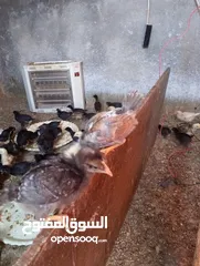  3 صوص بلدي  بناديق بكستاني  صحه ونضافه