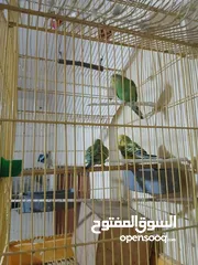  3 عصافير حب ببغاء للبيع جوز عصافير مع الفراخ