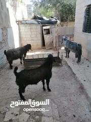  1 ثلاث تيوس البيع