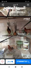  1 جاج بلدي للبيع