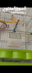 2 فحول كناري جاهزه