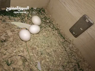  2 جوز كوكتيل لاتينو بدايه شغل