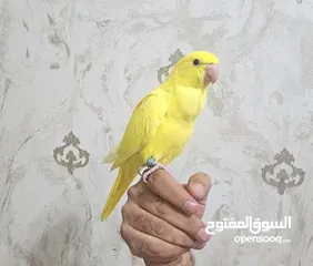  2 ببغاء درة دره لاتينو فرخ