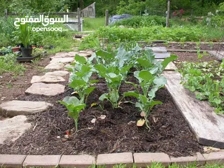  5 العنايه بالمزارع  والحدائق