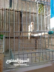  6 طيور كنار نخب اول مستويات حلوه للبيع