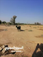  2 كلب جيرمن للبيع العمر 8اشهر