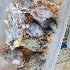  5 طيور كوكتيل فراخ زق عمر عشرين يوم