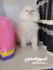  4 ذكرقط هملايا اورنج عمر شهر ونص كامل اغراضو البيع بسبب سفر
