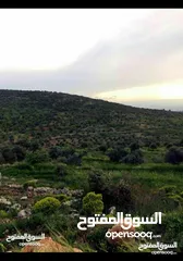  12 قطعة أرض مميزة في عجلون مطلة على جبال فلسطين مفروزة بقوشان مستقل من المالك مباشرة