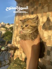  5 4 كيتنز للبيع