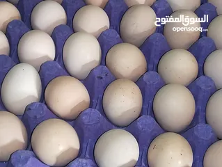  4 بيض مخصب لاحم نوع روص