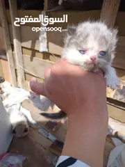  1 كيتن هملايا راغدول
